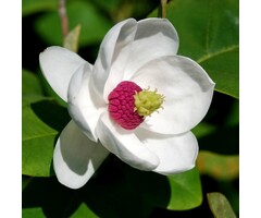 Beverboom - Magnolia sieboldii