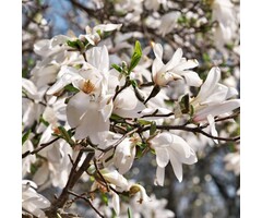 Beverboom (Struik) - Magnolia loebneri 'Merrill'