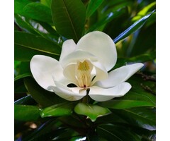 Beverboom (Struik) - Magnolia grandiflora 'Galissonnière'