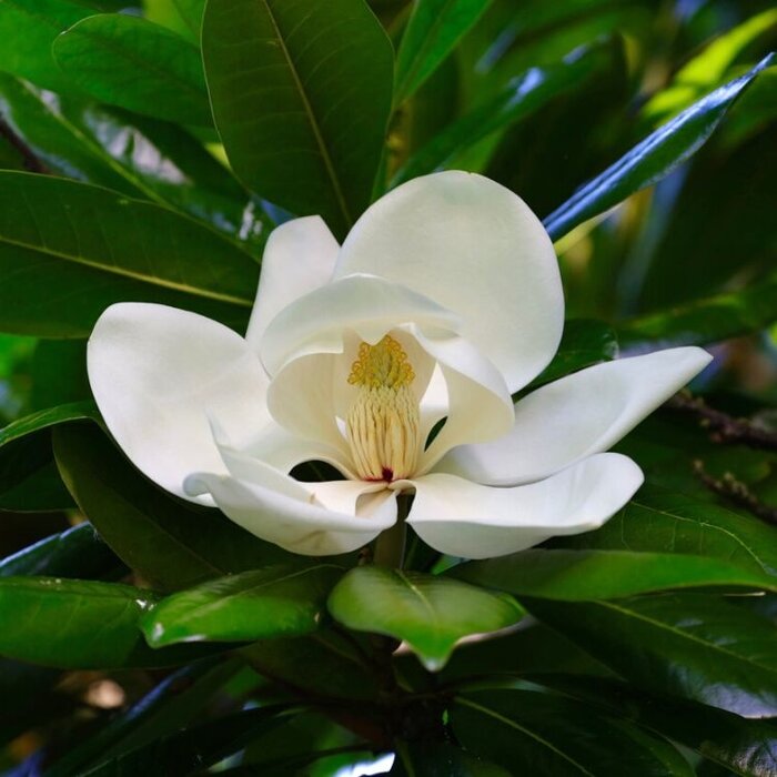 Beverboom (Struik) - Magnolia grandiflora 'Galissonnière'