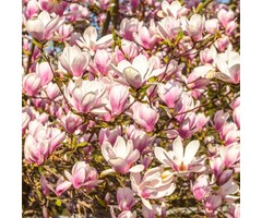 Beverboom - Magnolia denudata Fragrant Cloud