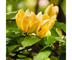Beverboom - Magnolia 'Daphne'