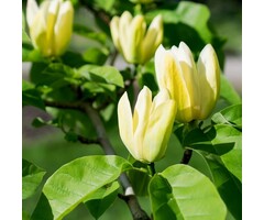 Beverboom (Struik) - Magnolia brooklynensis 'Yellow Bird'