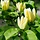 Beverboom (Struik) - Magnolia brooklynensis 'Yellow Bird'