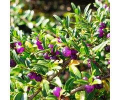 Struikkamperfoelie - Lonicera pileata