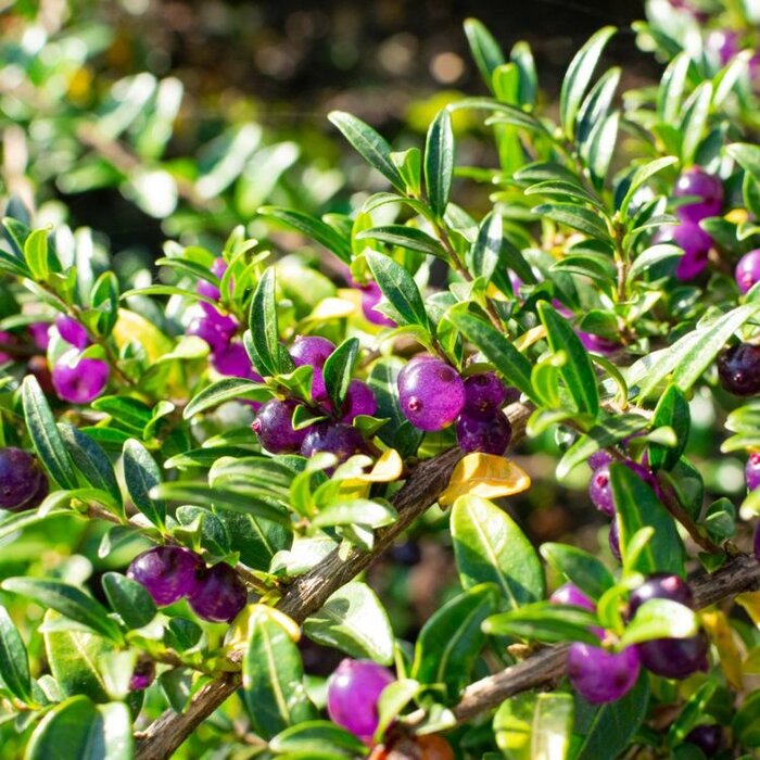 Struikkamperfoelie (Lonicera pileata)