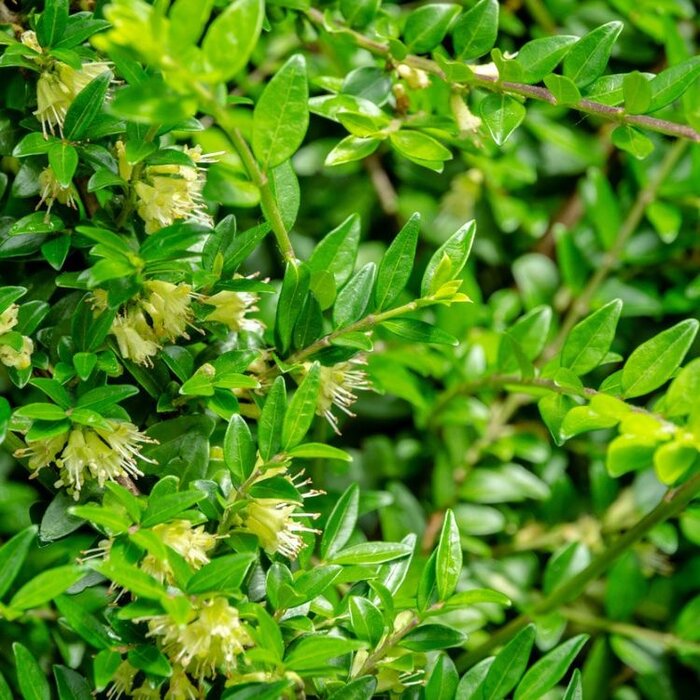 Struikkamperfoelie (Lonicera pileata)