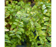 Struikkamperfoelie - Lonicera nitida 'Lemon Beauty'