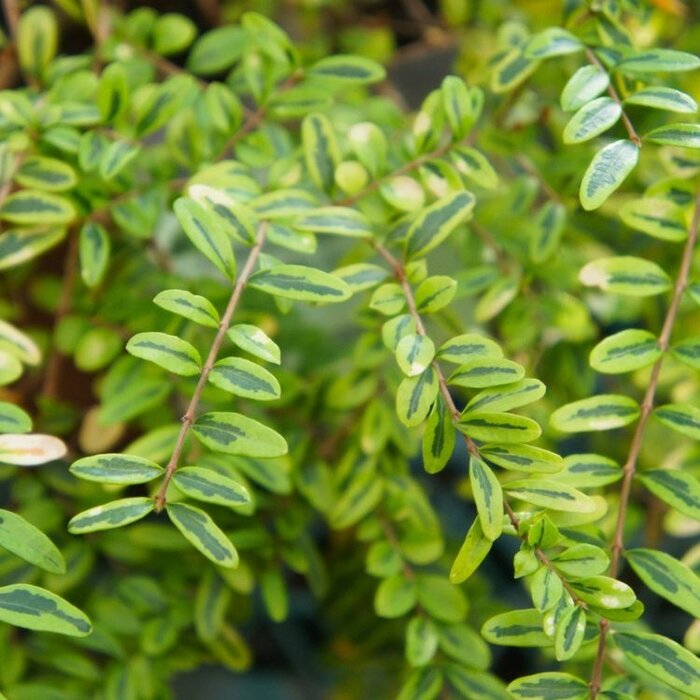 Struikkamperfoelie (Lonicera nitida 'Lemon Beauty')