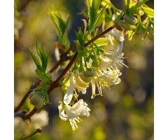Struikkamperfoelie - Lonicera fragrantissima