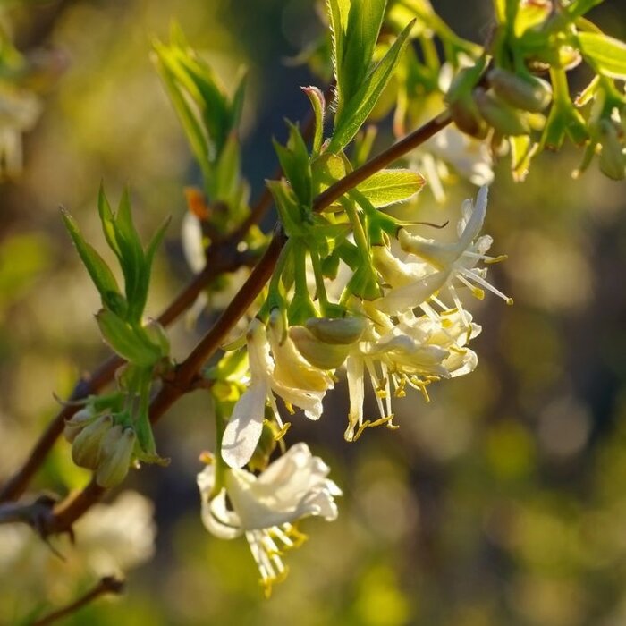 Struikkamperfoelie (Lonicera fragrantissima)