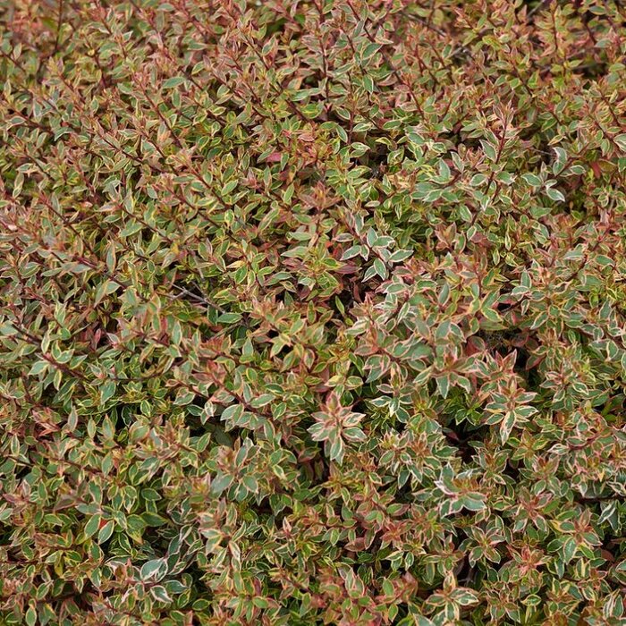 Abelia (Abelia grandiflora 'Conti')