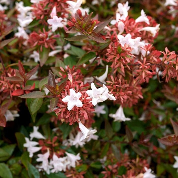 Abelia (Abelia grandiflora)
