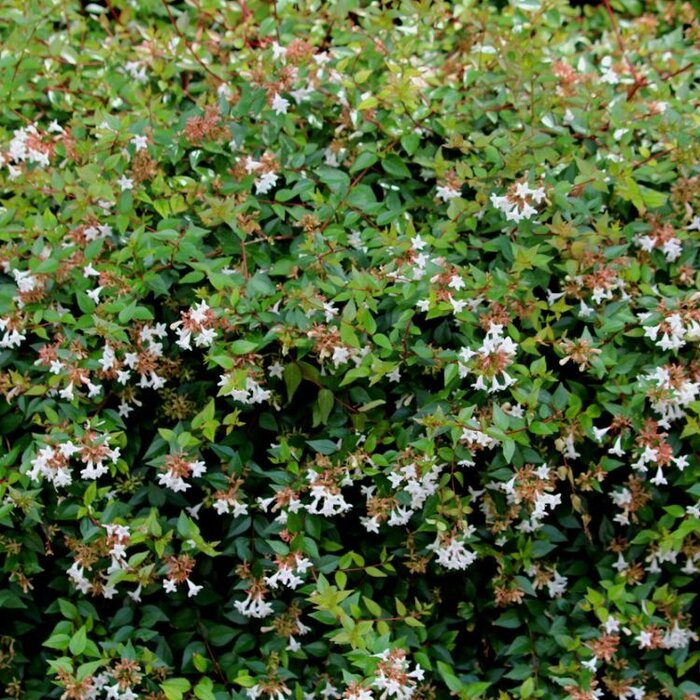 Abelia (Abelia grandiflora)