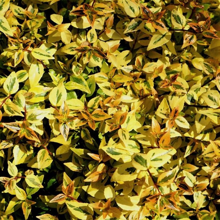 Abelia (Abelia grandiflora 'Kaleidoscope' )