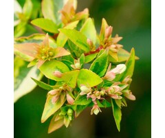 Abelia - Abelia grandiflora 'Kaleidoscope'