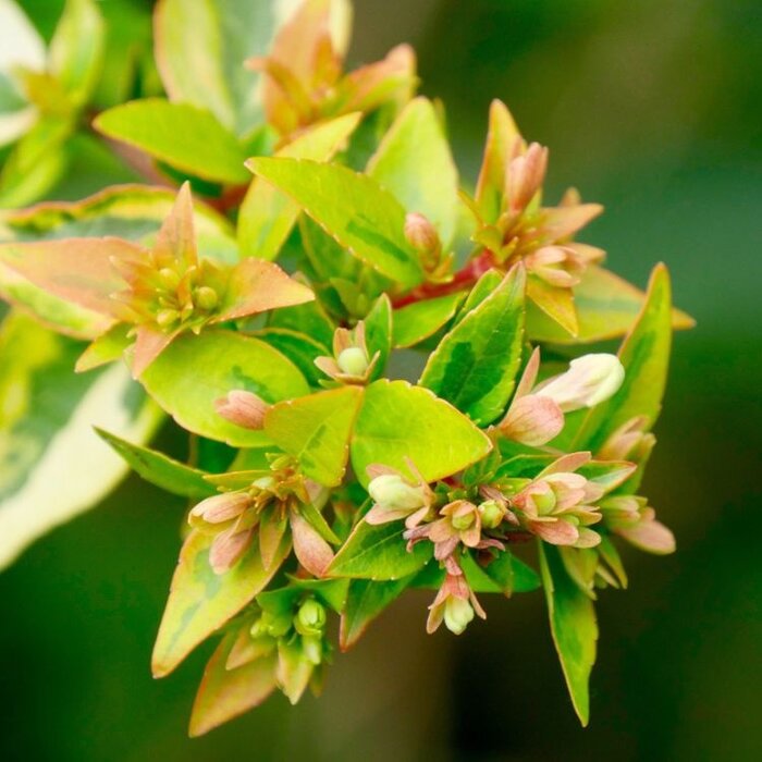 Abelia (Abelia grandiflora 'Kaleidoscope' )