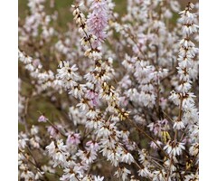 Witte forsythia - Abeliophyllum distichum 'Roseum'
