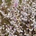 Witte forsythia (Abeliophyllum distichum 'Roseum')
