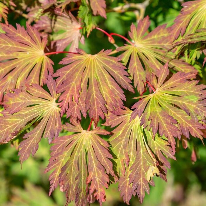 Japanse esdoorn (Acer japonicum 'Aconitifolium')