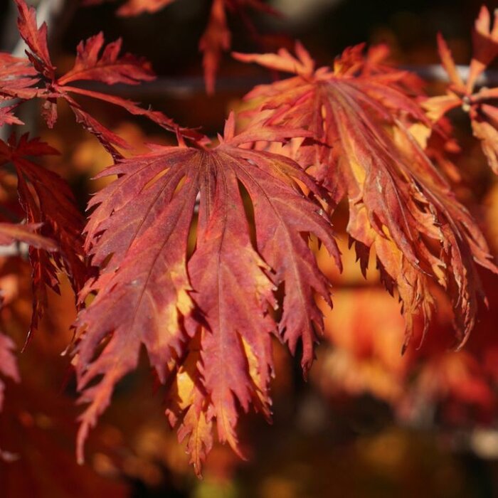 Japanse esdoorn (Acer japonicum 'Aconitifolium')