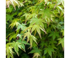 Japanse esdoorn - Acer palmatum