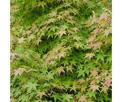 Japanse esdoorn - Acer palmatum 'Bi-hoo'