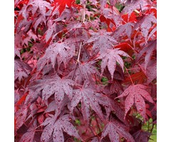 Japanse esdoorn - Acer palmatum 'Bloodgood'
