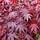 Japanse esdoorn (Acer palmatum 'Bloodgood')