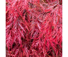 Japanse esdoorn - Acer palmatum 'Garnet'