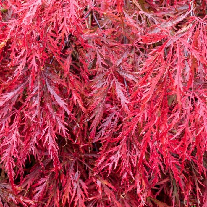 Japanse esdoorn (Acer palmatum 'Garnet')