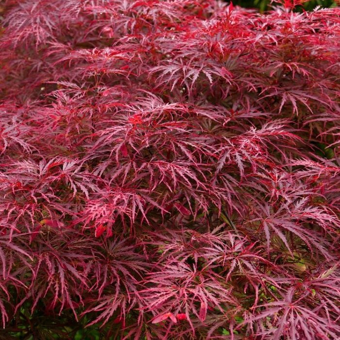 Japanse esdoorn (Acer palmatum 'Garnet')