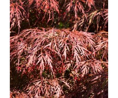 Japanse esdoorn - Acer palmatum 'Inaba-shidare'
