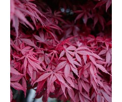 Japanse esdoorn - Acer palmatum 'Jerre Schwartz'