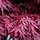 Japanse esdoorn (Acer palmatum 'Jerre Schwartz')