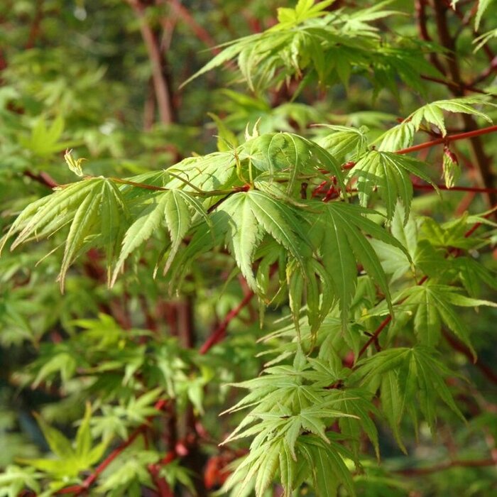 Japanse esdoorn (Acer palmatum 'Sangokaku')