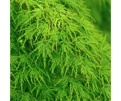 Japanse esdoorn - Acer palmatum 'Seiryu'