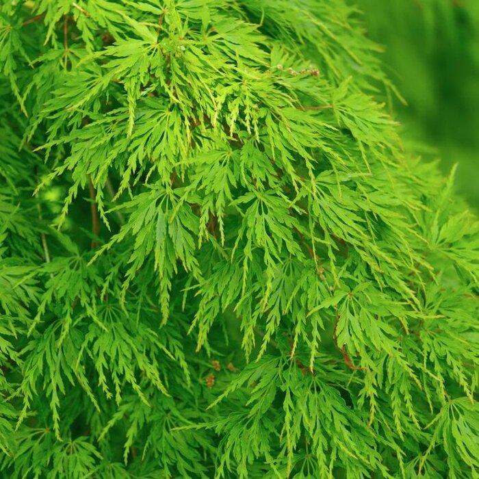 Japanse esdoorn (Acer palmatum 'Seiryu')