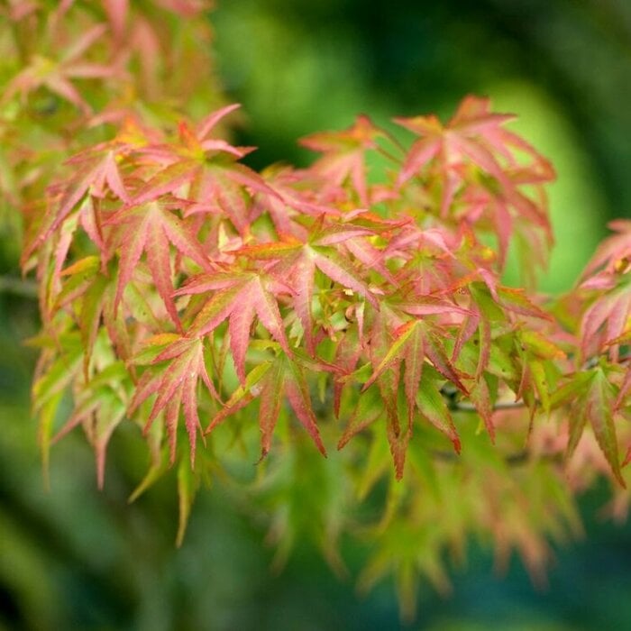 Japanse esdoorn (Acer palmatum 'Wilson's Pink Dwarf')