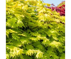 Japanse esdoorn - Acer shirasawanum 'Jordan'