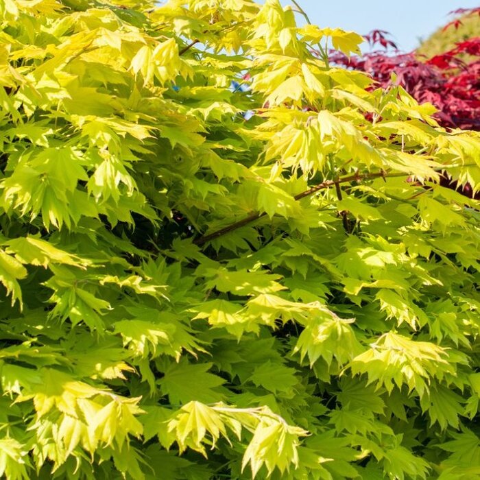 Japanse esdoorn (Acer shirasawanum 'Jordan')