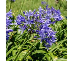 Afrikaanse lelie - Agapanthus blauw/paars