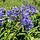 Afrikaanse lelie (Agapanthus blauw/paars)