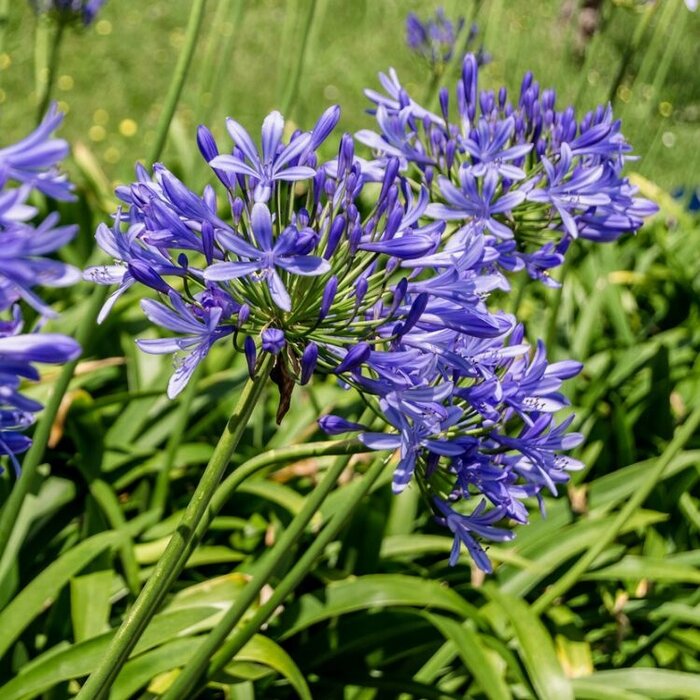 Afrikaanse lelie (Agapanthus blauw/paars)