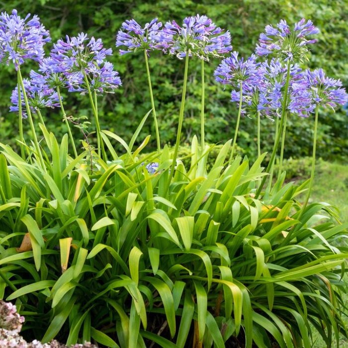 Afrikaanse lelie (Agapanthus blauw/paars)