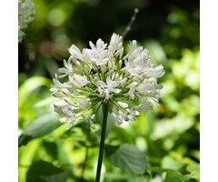 Afrikaanse lelie - Agapanthus wit