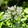 Afrikaanse lelie (Agapanthus wit)