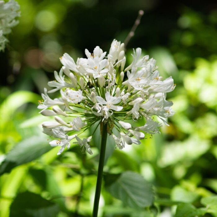 Afrikaanse lelie (Agapanthus wit)
