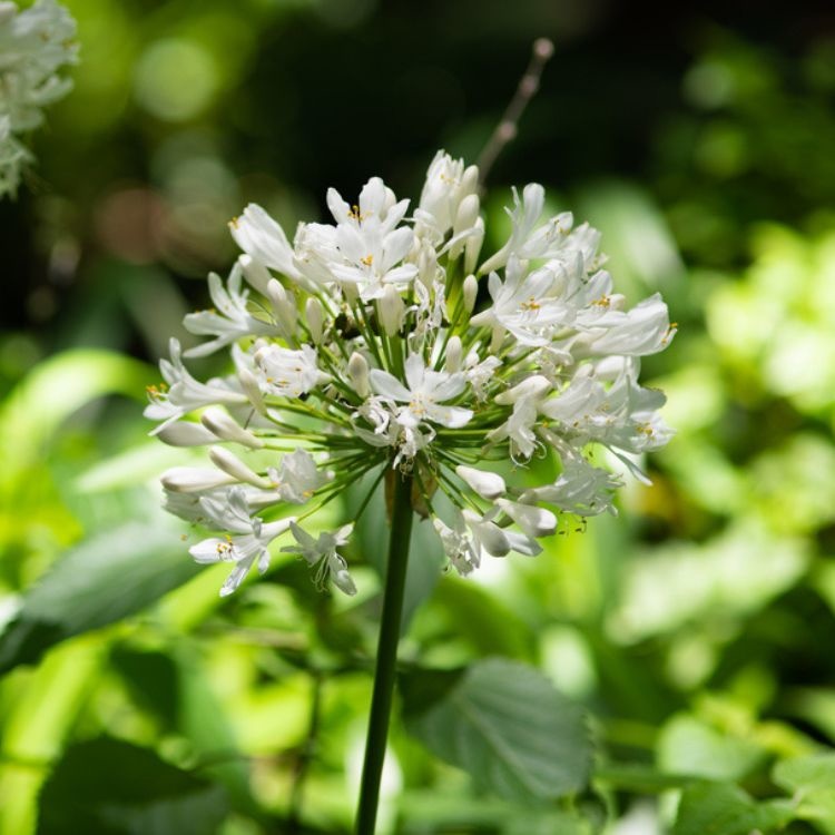 Afrikaanse lelie (Agapanthus wit)