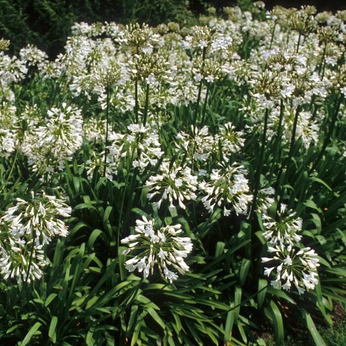 Afrikaanse lelie (Agapanthus wit)